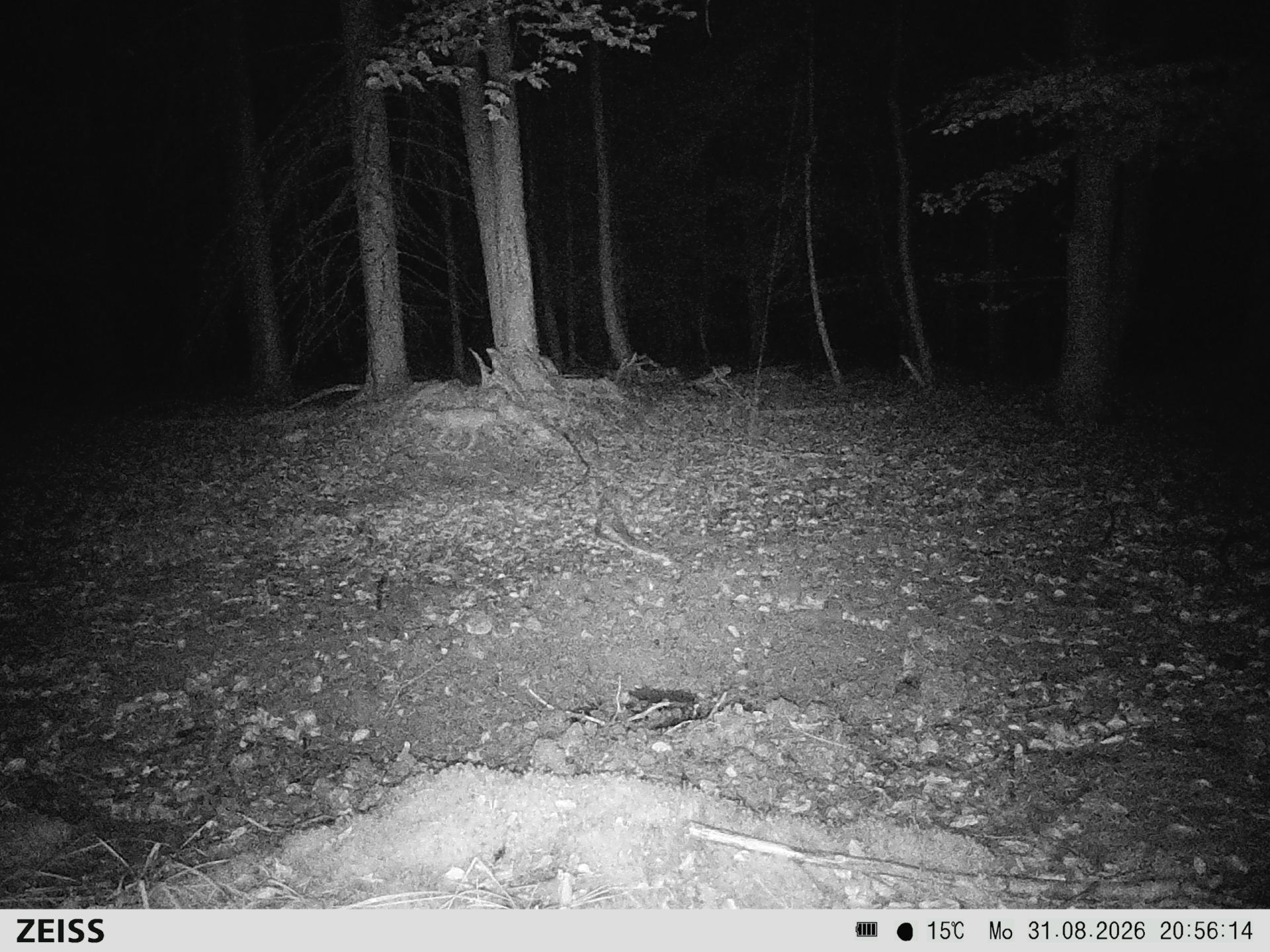 Suhle Wald Heckenacker