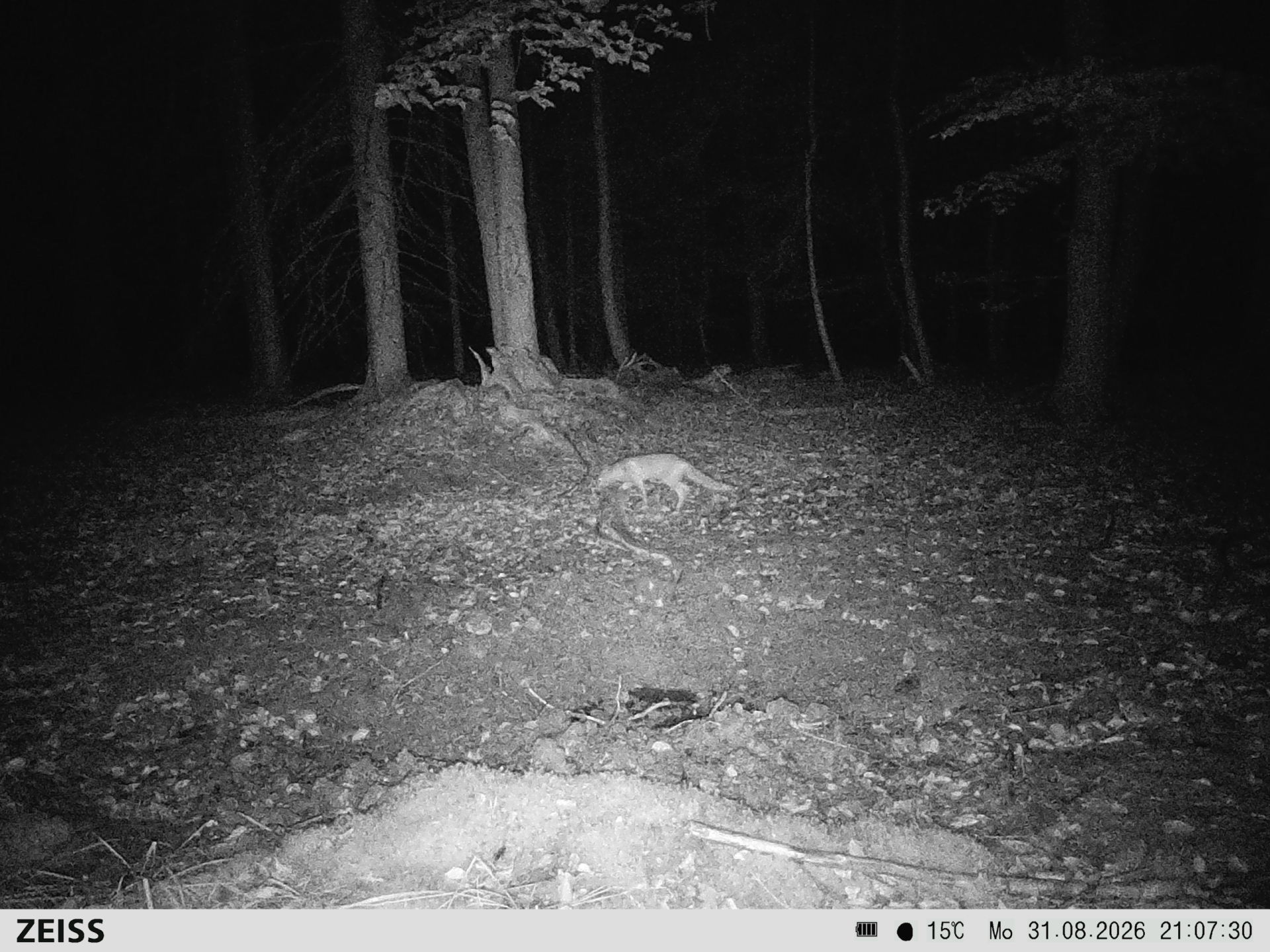 Suhle Wald Heckenacker