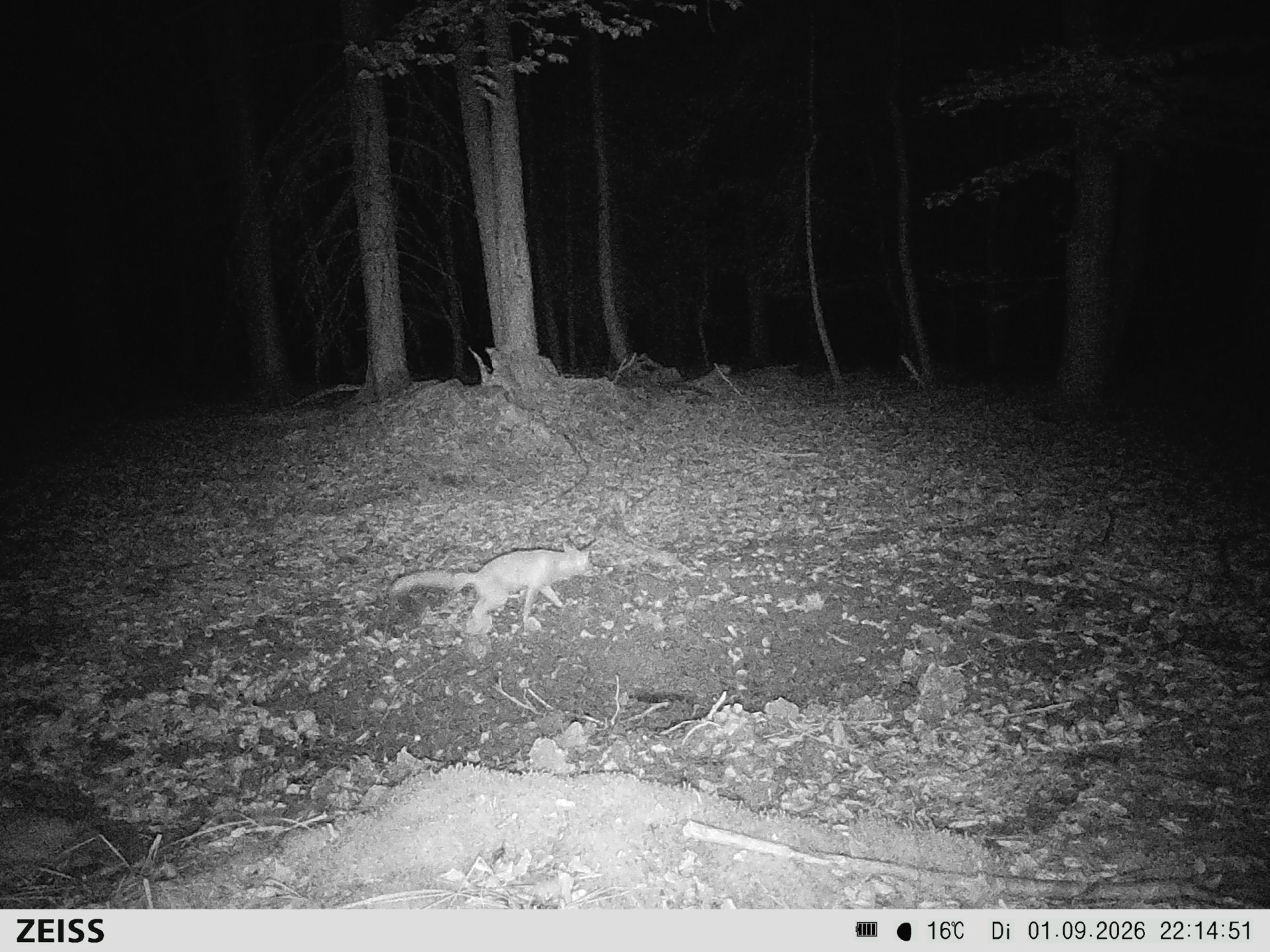 Suhle Wald Heckenacker