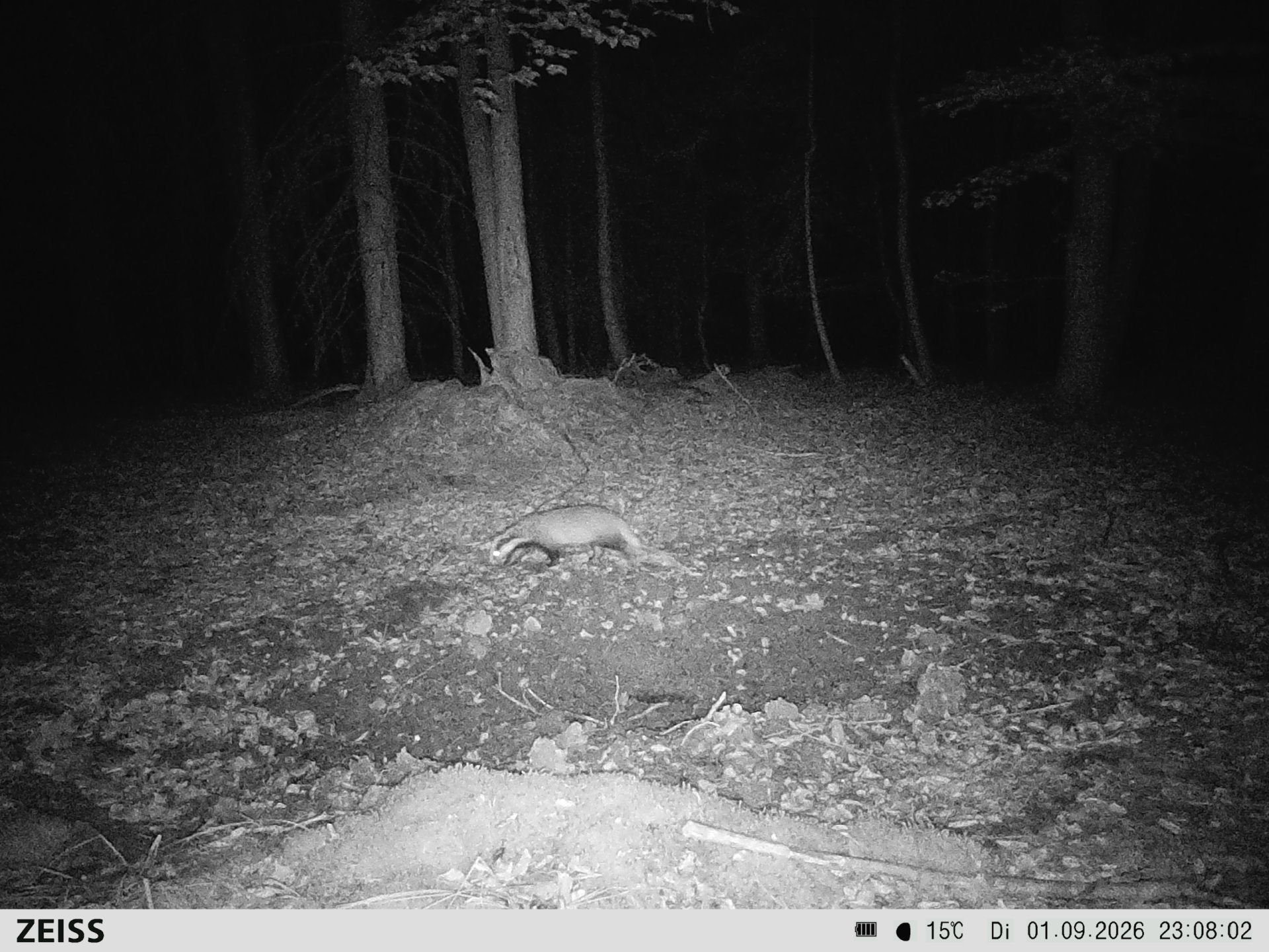 Suhle Wald Heckenacker