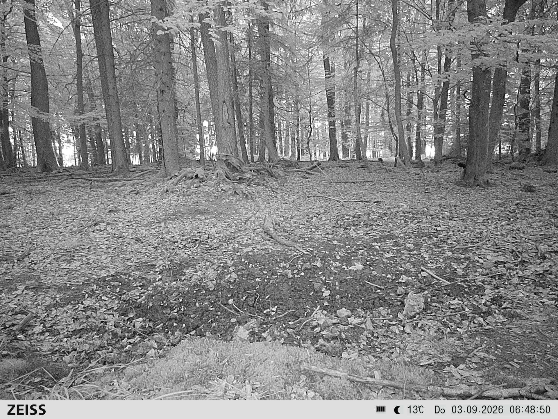 Suhle Wald Heckenacker