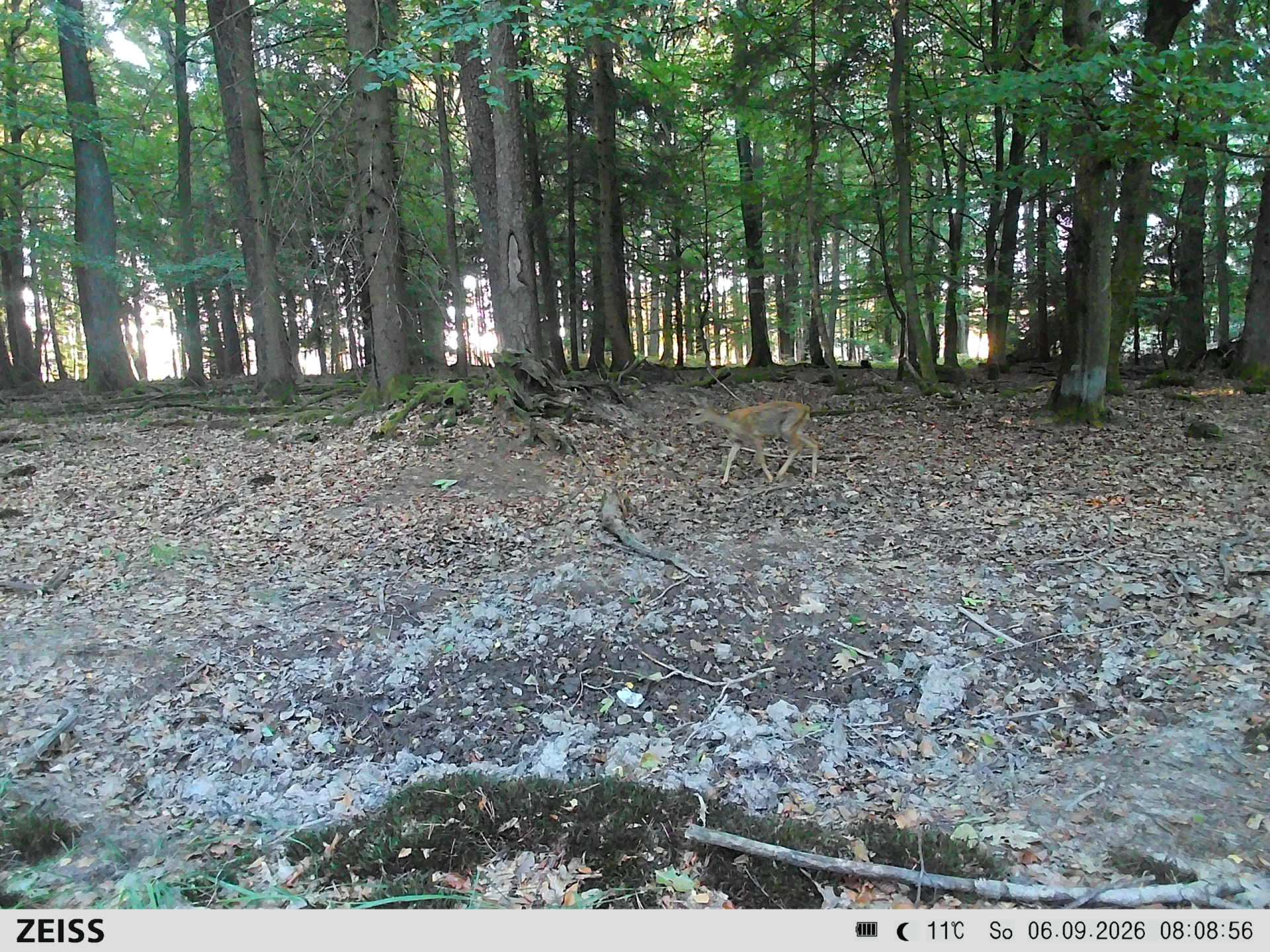 Suhle Wald Heckenacker