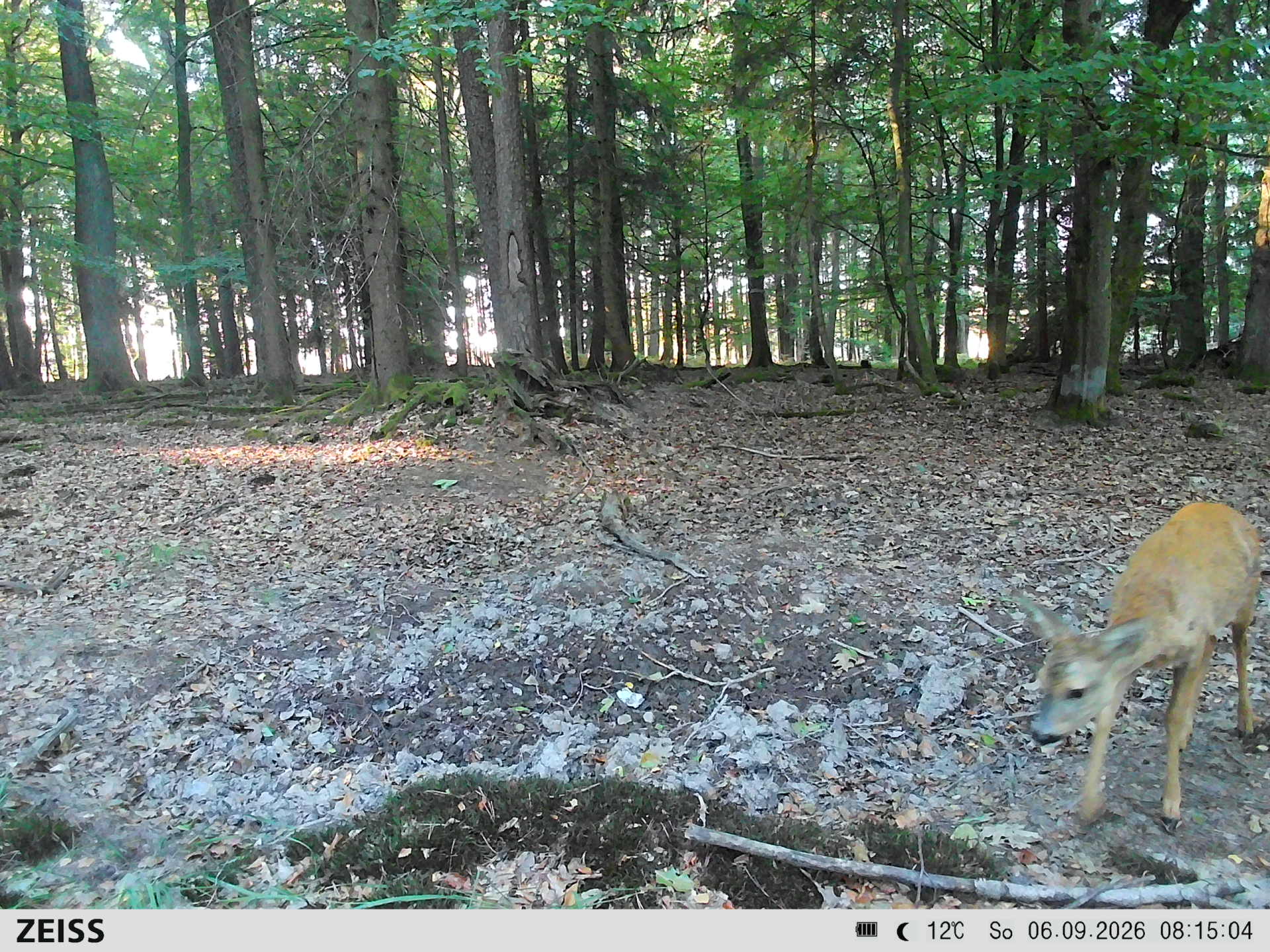 Suhle Wald Heckenacker