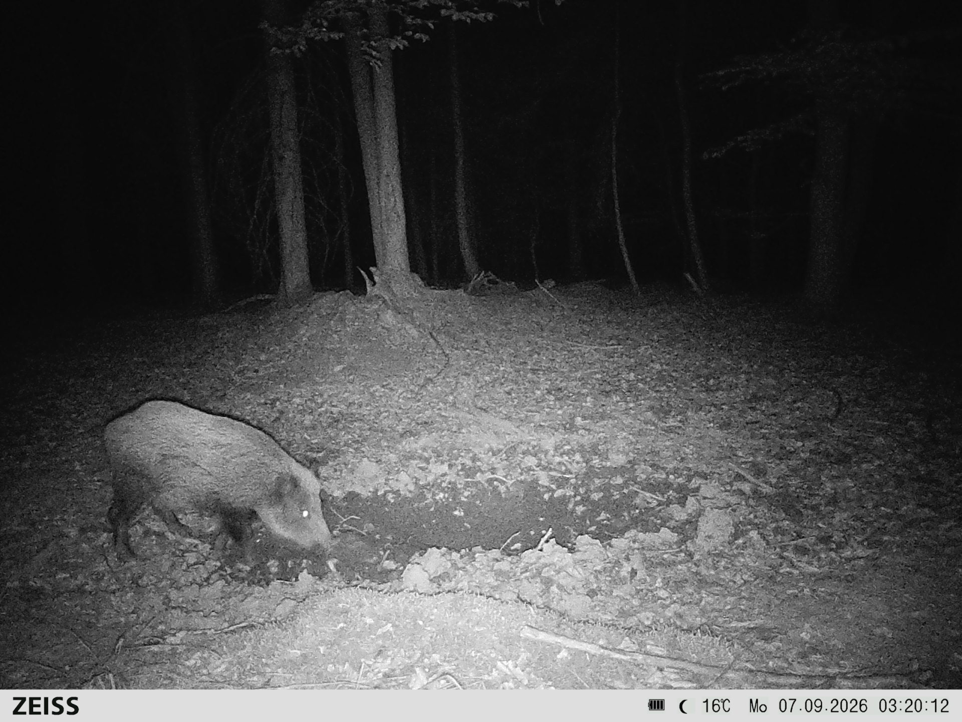Suhle Wald Heckenacker