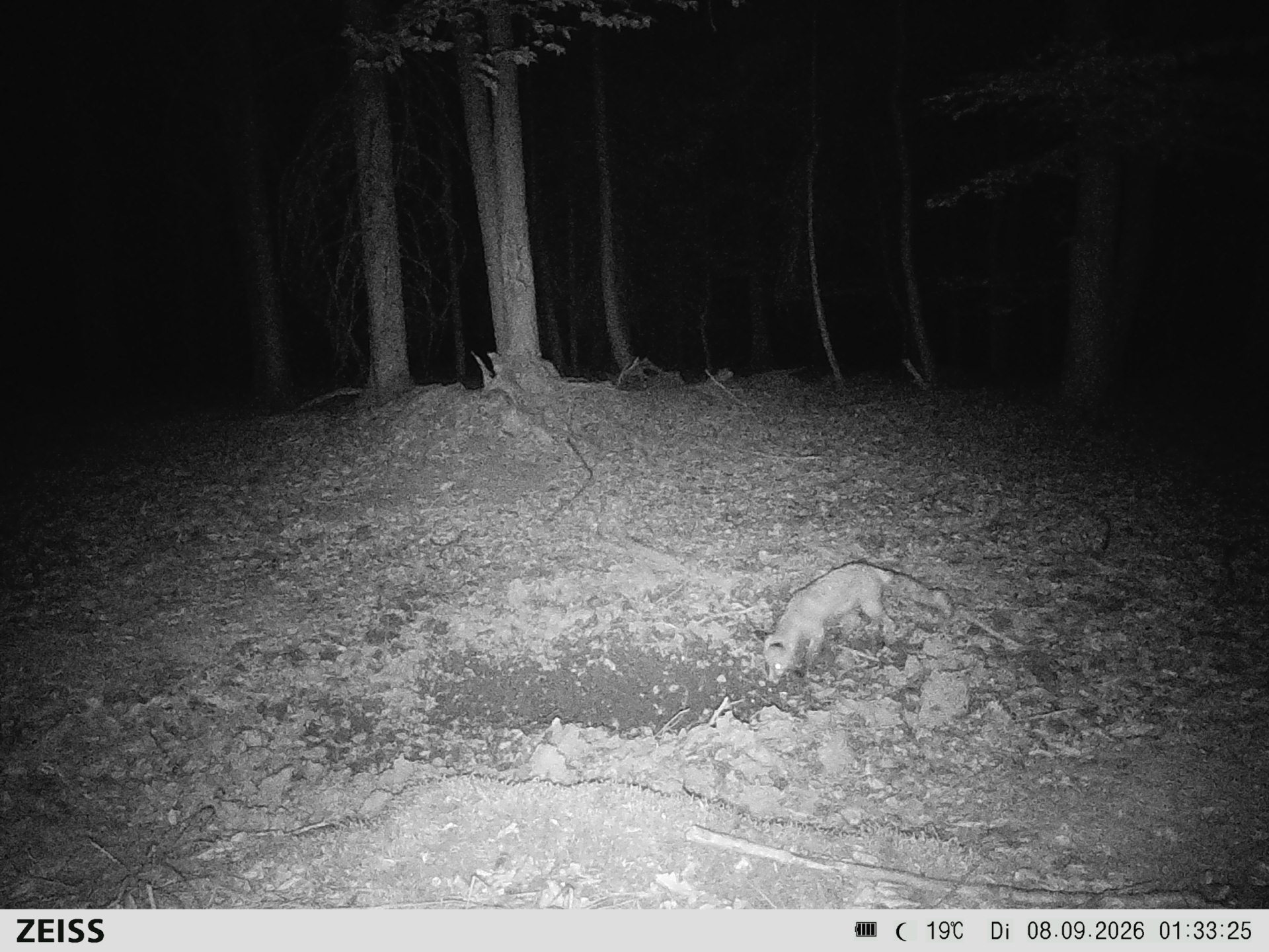 Suhle Wald Heckenacker