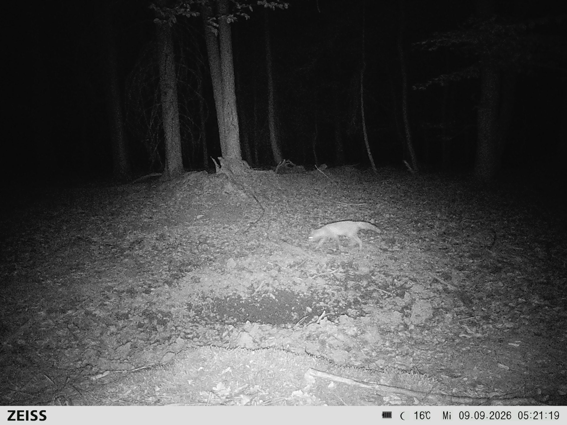 Suhle Wald Heckenacker