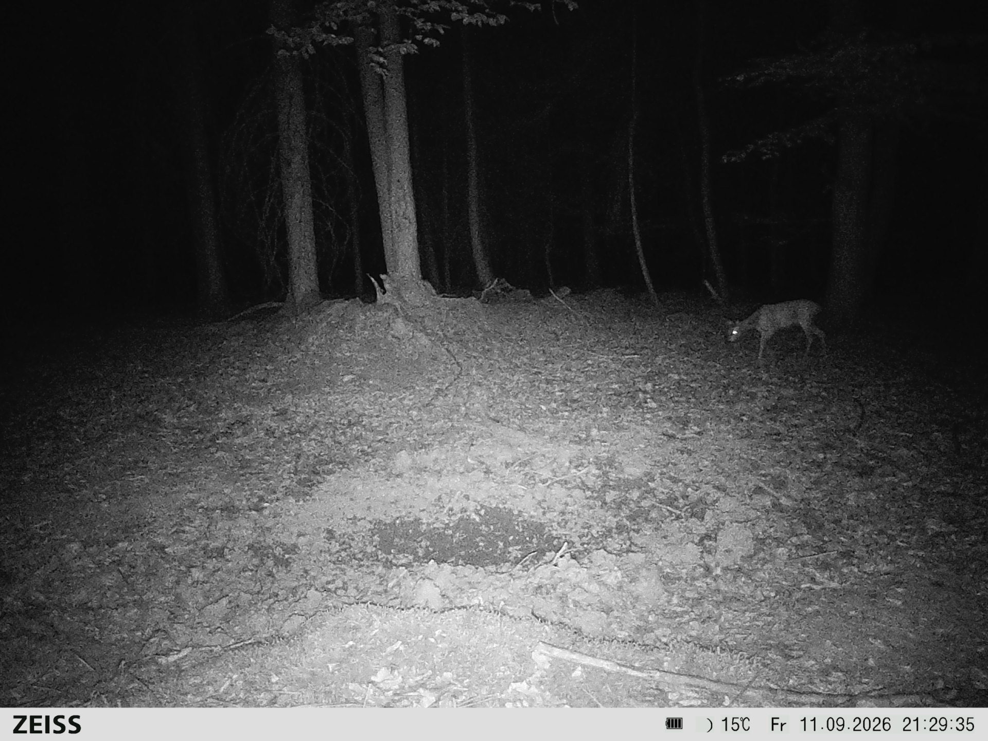 Suhle Wald Heckenacker
