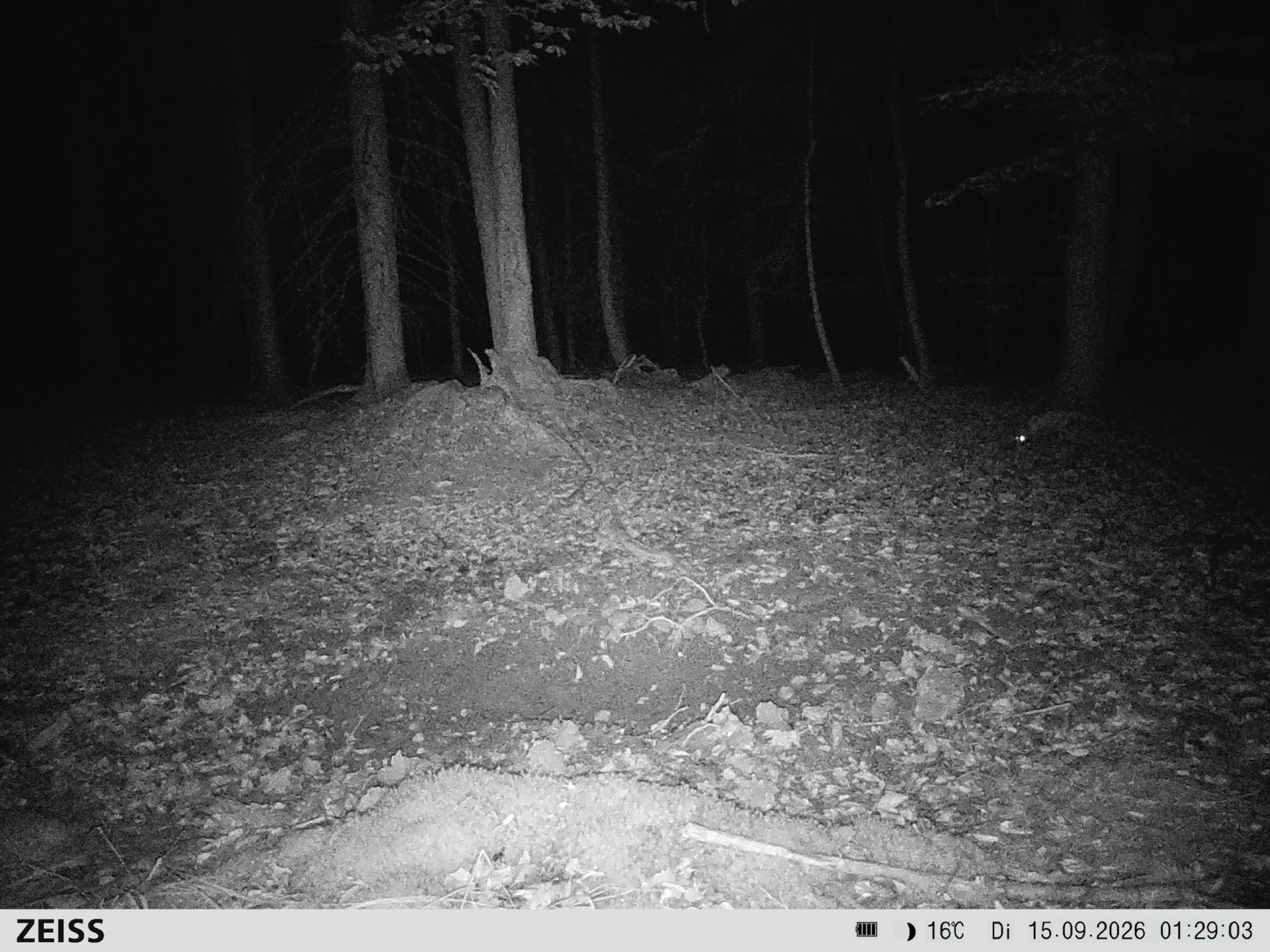 Suhle Wald Heckenacker