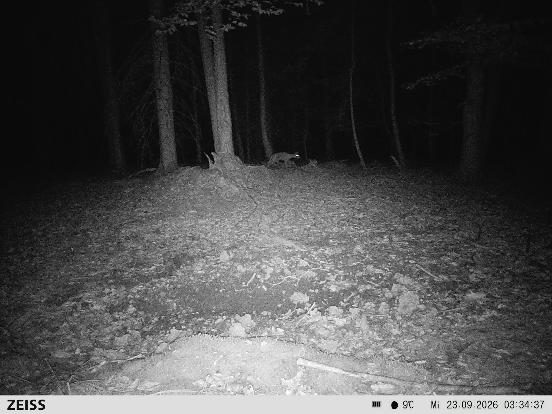 Suhle Wald Heckenacker